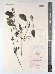 Image result for Isoglossa perdita