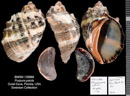 Image result for Platostoma montanum