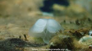 Image result for Galeomma