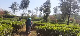 Di kebun teh culamega (kebun teh knpi). Ranca Cangkuang Gambung Ciwidey Info Harga Tiket Masuk Alamat Dan Rute Jalan