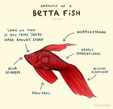 Sophie Corrigan Betta Fish Fish Anatomy Betta