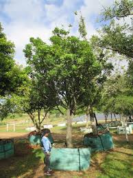 Image result for Ekebergia