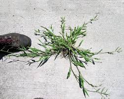 Image result for Urochloa panicoides