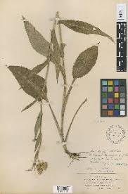 Image result for Senecio aetfatensis