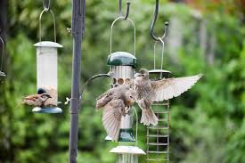 They spend more than $4 billion per year on bird food and. Bird Feeder Flight Free Photo On Pixabay