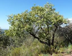 Image result for Lannea schimperi