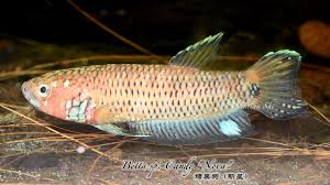Betta fish plakat halfmoon fancy candy multicolor. Betta Series 7 1 B Sp Candy The Journey To The Water Facebook