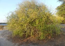 Image result for Philenoptera nelsii