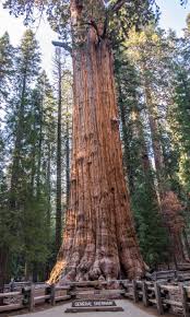 The root mass in front of you is just a tiny portion of the coast redwood tree's root system. Leadership Like A Sequoia Byron S Babbles