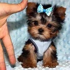 I'm getting a woof woof puppie. Woof Woof Puppies Boutique Home Facebook