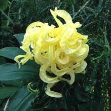 Garden design in malaysia throughout 2013 has been gaining even more popularity especially. Potted Plants What S In Bloom Unusual Plants Plants Common House Plants