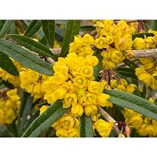 Image result for Berberis julianae