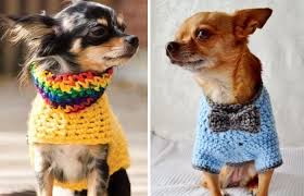 Für sie ist ein hundepullover eine gute lösung, gesund durch den winter zu kommen. Hundebekleidung Selber Machen Schutz Vor Kalte Und Wind Hunde Bekleidung Hundebekleidung Hunde Pullover