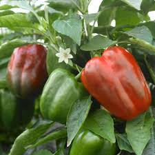 There's a viral claim going around that the green, red, orange, and yellow bell peppers you see in grocery stores are all the same plant. 25 Sweet California Red Bell Pepper Seeds C 029 Ebay