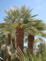 Image result for Chamaerops