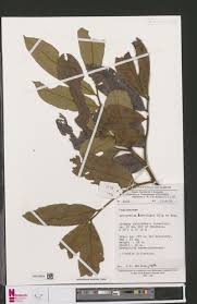 Image result for Eriocoelum