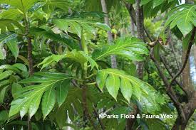 Image result for Artocarpus altilis