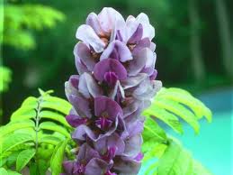 Image result for Millettia grandis