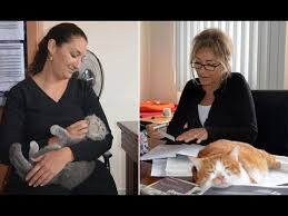 Kedi Tirmigi Hastaligina Dikkat Tirmalamadan Degil Pirelerden Kaynaklaniyor Youtube