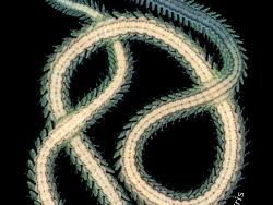 Image result for Eulalia polyneura