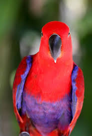 pin on birds