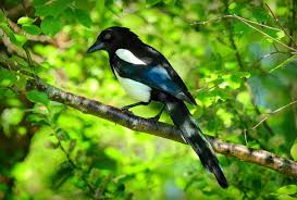Free Image On Pixabay Magpie Bird Animal Corvid Animals Green Animals Forest Animals