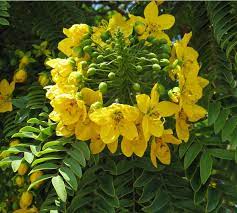 Sweet pea pods and seeds are not edible, but you can harvest them from the plant to propagate more flowers. Rare Gold Medallion Tree Cassia Leptophylla 8 Seeds