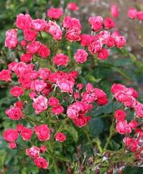 When indoors, you won't have to worry as much about pests but black spot (a type of fungal disease) can occur. Mini Rosier Achat Vente De Mini Rosiers Pour Jardin Pots