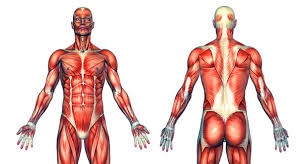All the major muscle groups of the body from front and back. Human Muscles Major Muscles Structure Fibre Types Teachpe Com