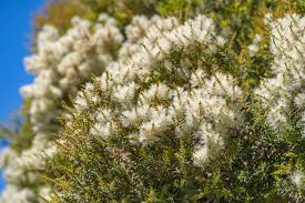 Image result for Melaleuca