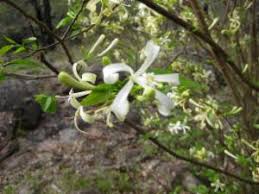 Image result for Turraea floribunda