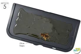 It can't hear, and it doesn't have wings, so it can't fly. How To Get Rid Of Crickets Home And Garden Both Fab How