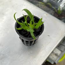 Image result for Lankesteria alba