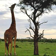 Robert Lepore का Instagram photo • Feb 1, 2025 at 6:26 AM