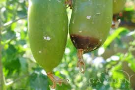 Maybe you would like to learn more about one of these? Blossom End Rot Poor Pollination Id Solutions Garden Mentors