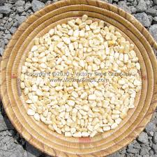 Trucker's Favorite White Dent Corn