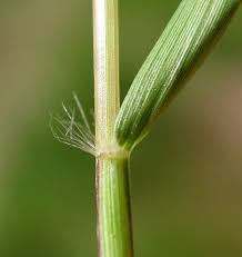 Image result for Eragrostis pilosa