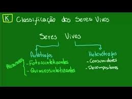 Classificacao Dos Seres Vivos Biologia Manual Do Enem