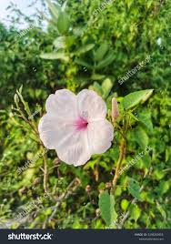 Image result for Ipomoea sinensis