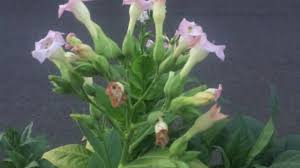 Plus they are deer resistant. Tobacco Plants At 14 Weeks With Giant Leaves And Pretty Flowers Youtube