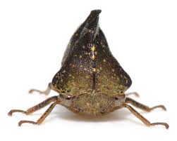 Image result for Eriosema monticola