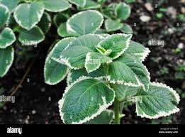 Image result for Coleus barbatus