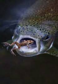 Sorry Buddy Your Fate Is Sealed Trout Predator Dinner Frog Others Pics I Love Fish Fishing Pictures Trout