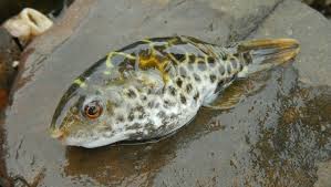 Dichotomyctere fluviatilis picture by flörkemeier, t. Green Puffer Fish Marine Life Of Mumbai