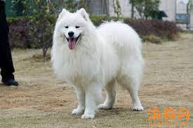 366 likes · 5 talking about this · 185 were here. æ–­å¥¶è¨æ'©äºšå°ç‹—éœ€è¦æ³¨æ„çš„äº‹é¡¹ é¥²å…»å¸¸è¯† Pet321ä¸­åŽå® ç‰©ç½' Pet321 Com