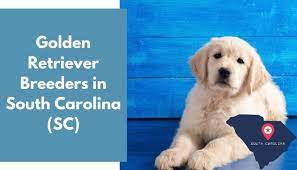 Golden retriever puppy (up to 1 year). 23 Golden Retriever Breeders In South Carolina Sc Golden Retriever Puppies For Sale Animalfate