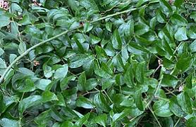 Image result for Smilax