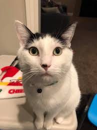 Lost cat Angel in Metairie area near Kawanee