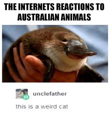 Kristy Sherman Animal Meme Australia