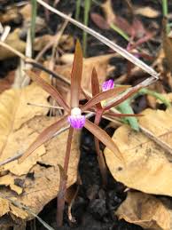 Image result for Nervilia adolphi